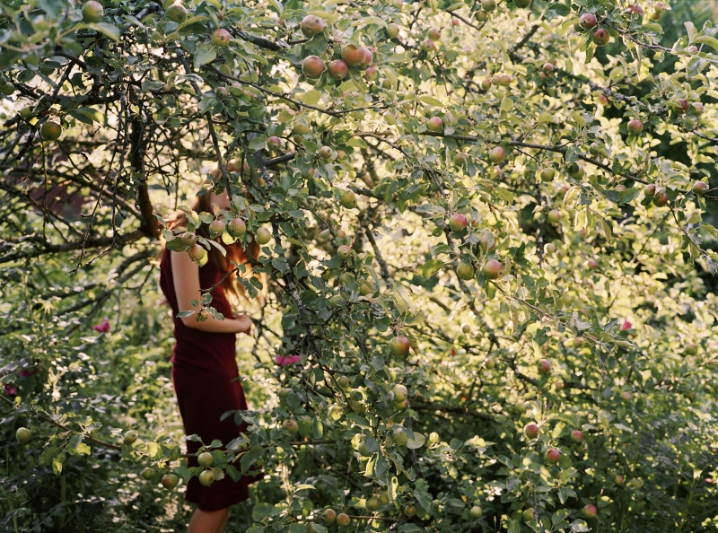 Apple Tree