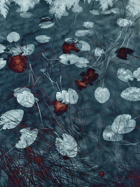 Water Lilies #29, 2023