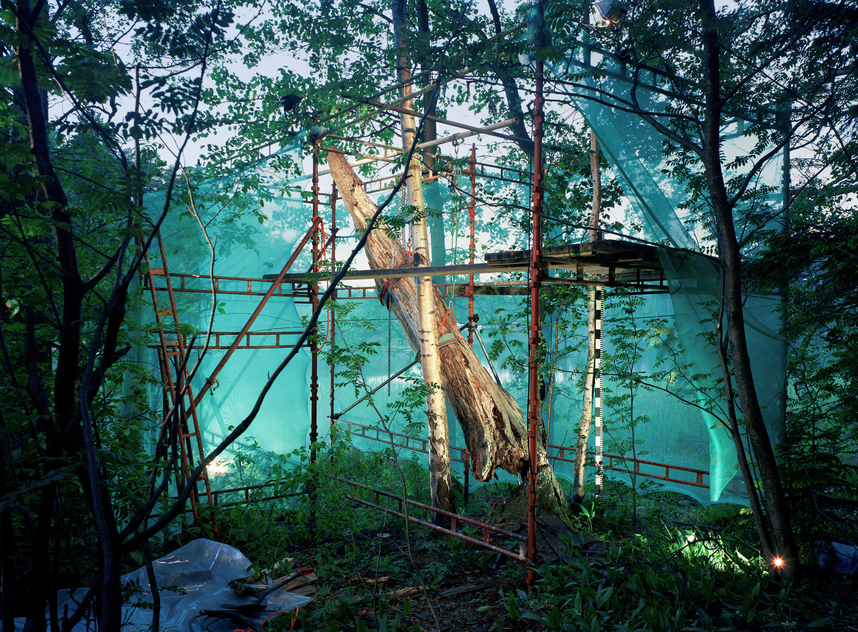 Restoration 6 - inside forest, 2005