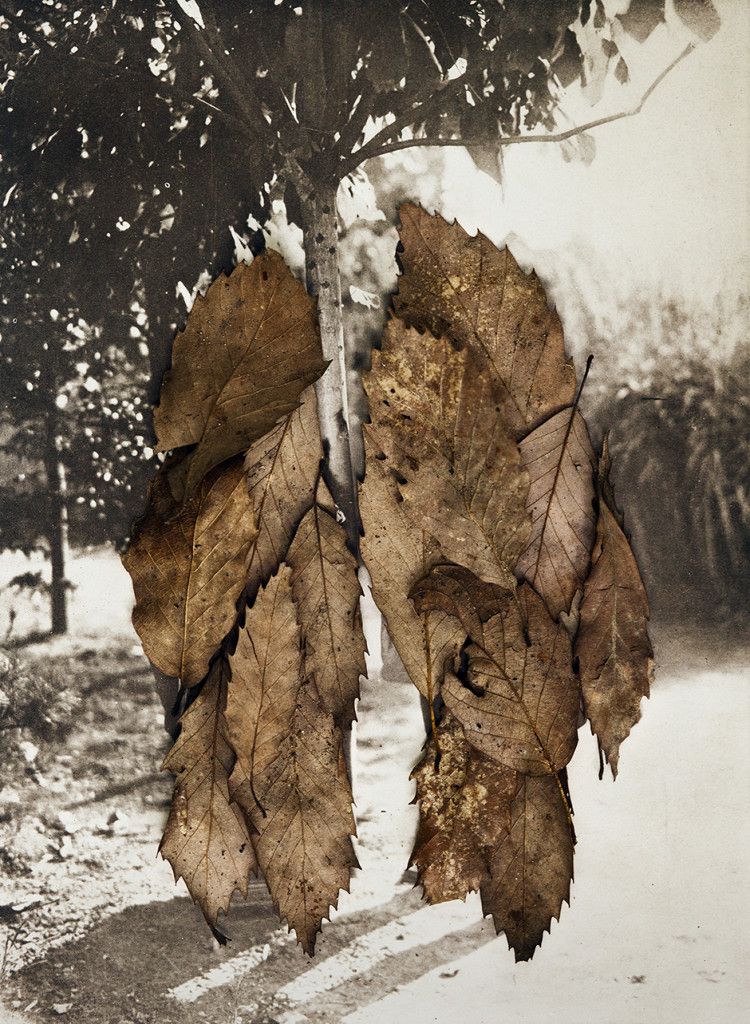 Leaves II (the couple), 2013